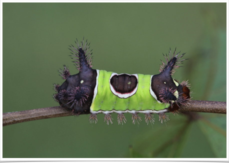 Acharia stimulea
Saddleback Caterpillar
Macon County, Alabama